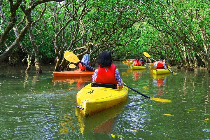 Mangrove Safari